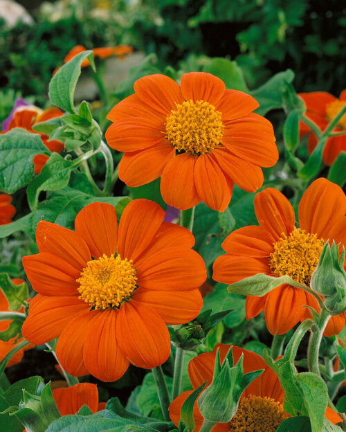 Tithonia Mexican Sunflower OSC Seed