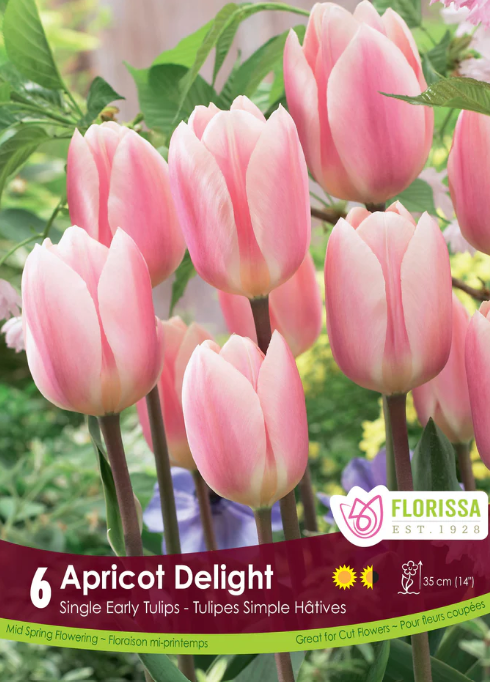 Tulip Apricot Delight