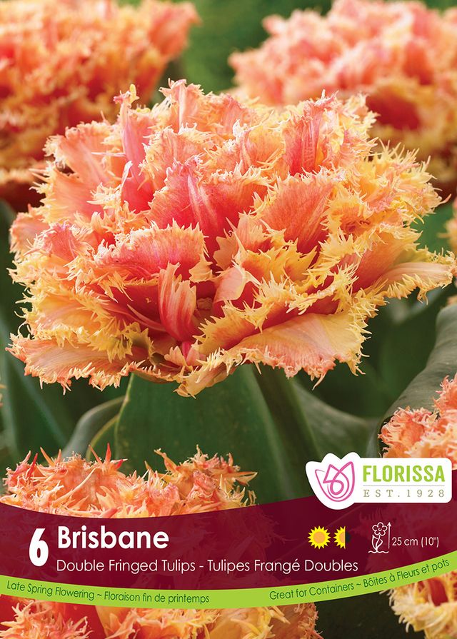 Tulip Double Fringed Brisbane