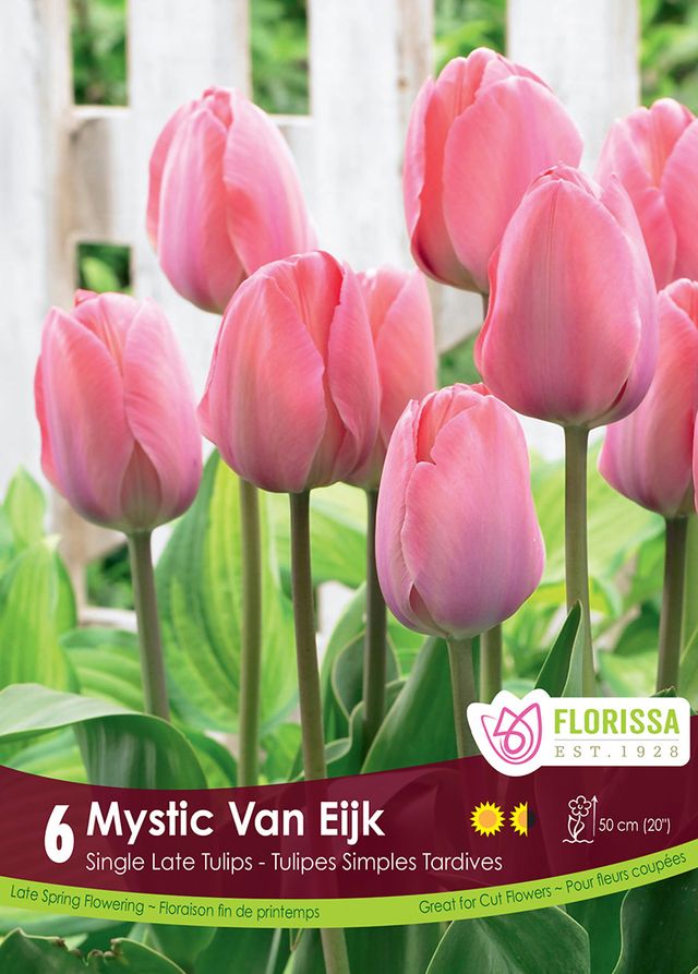 Tulip Mystic Van Eijk