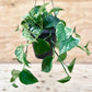 Pothos Marble Queen Hanging Basket