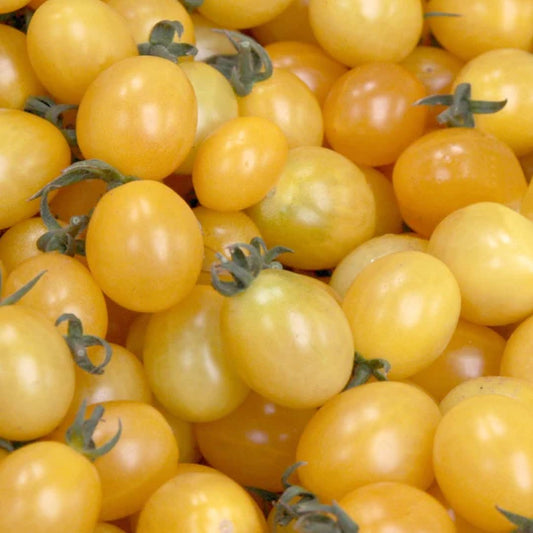 Tomato Champagne Bubbles MIgardener Seed