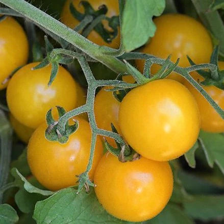 Tomato Hartman's Gooseberry MIgardener Seed