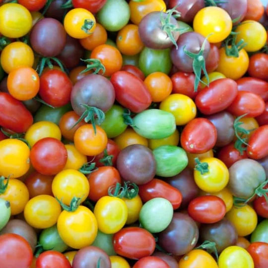 Tomato Cherrylicious Mix MIgardener Seed