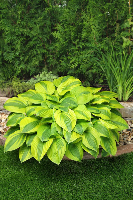 Hosta Velvet Moon Plant 1G