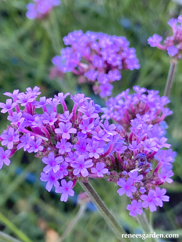 Verbena Vanity