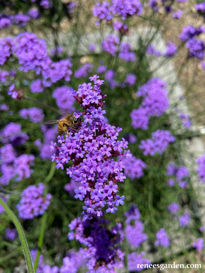 Verbena Vanity