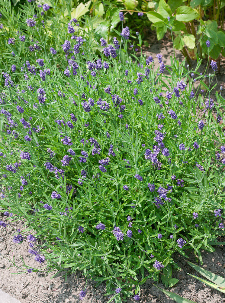 Lavender Vincenza Blue OSC Seed