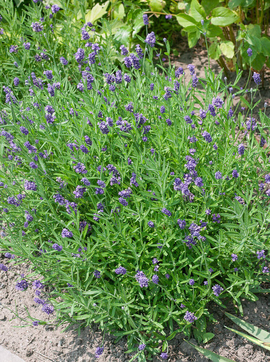 Lavender Vincenza Blue OSC Seed