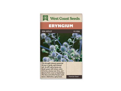 Sea Holly WCS Seeds