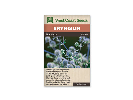 Sea Holly WCS Seeds