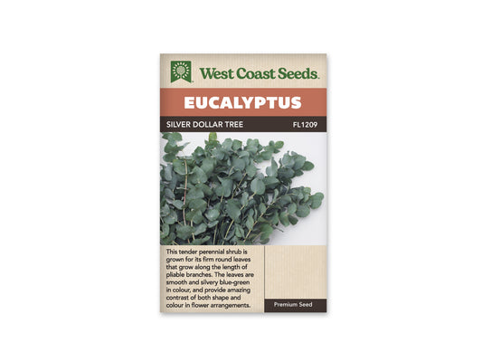 Eucalyptus Silver Dollar Tree WCS Seeds