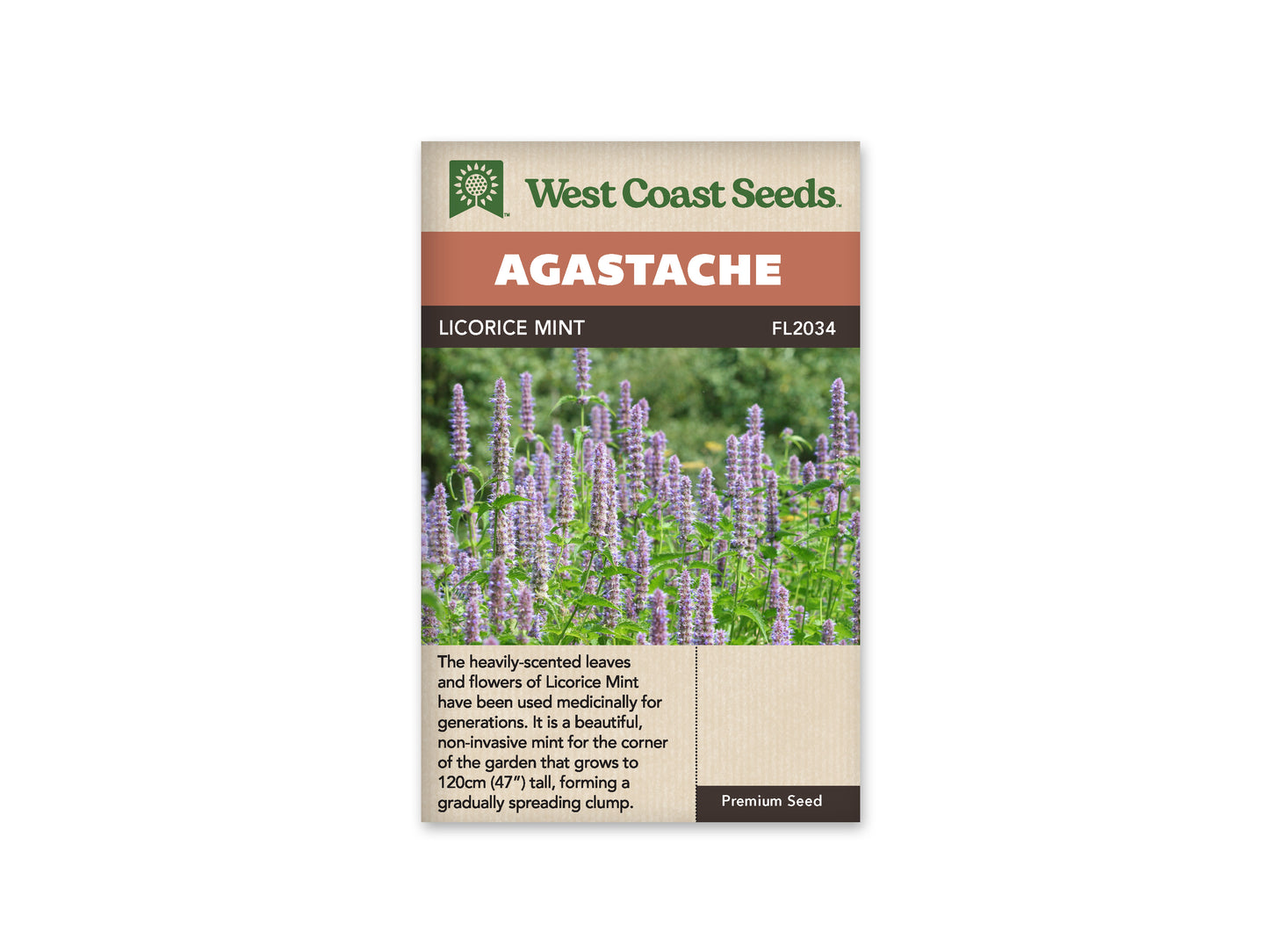 Agastache Licorice Mint WCS Seeds