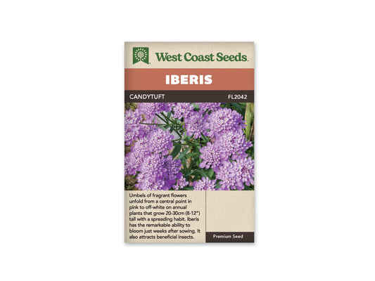 Iberis Candytuft WCS Seeds