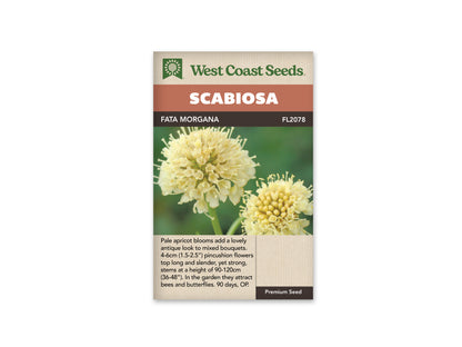 Scabiosa Fata Morgana WCS Seeds