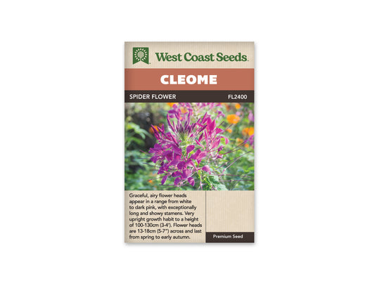 Cleome Spider Flower WCS Seeds