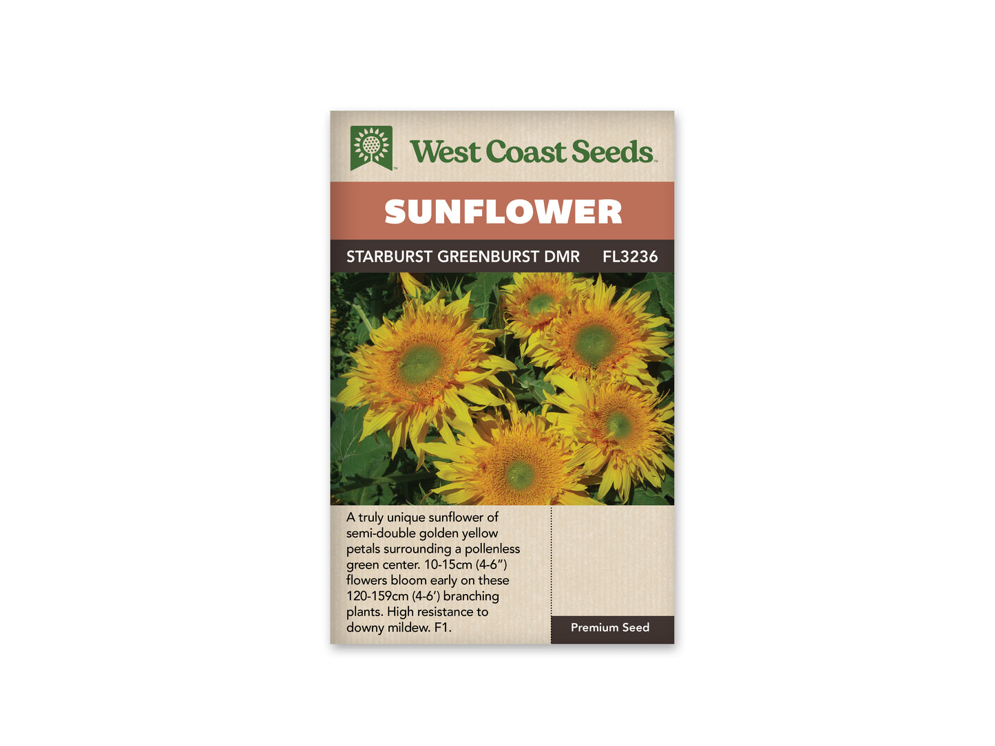 Sunflower Starburst Greenburst DMR WCS Seeds