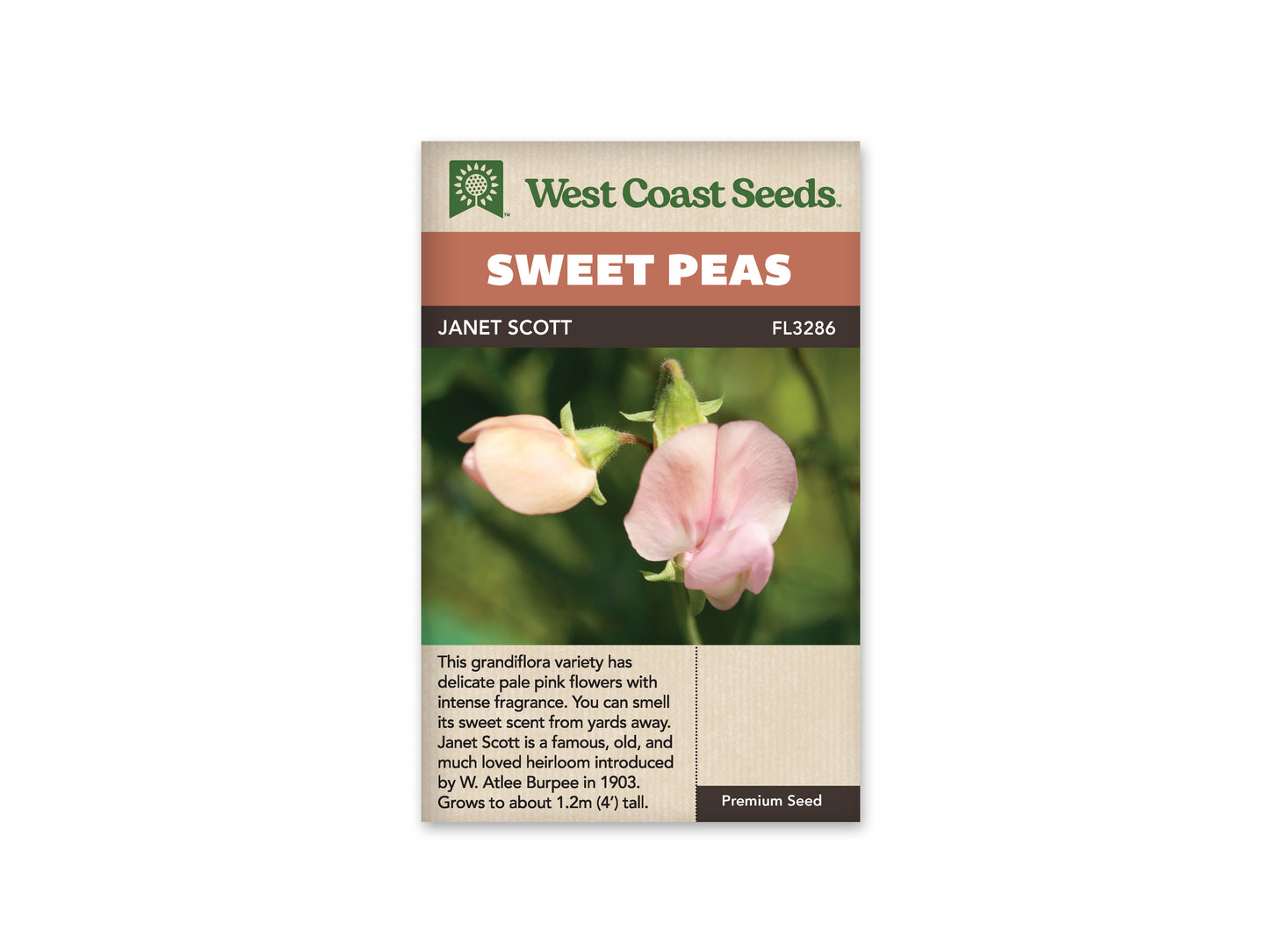 Sweet Peas Janet Scott Pink WCS Seeds