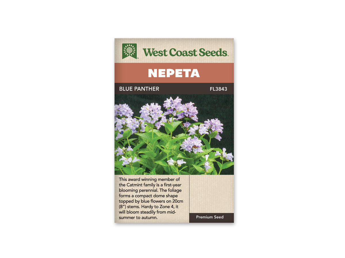 Nepeta Blue Panther WCS Seeds