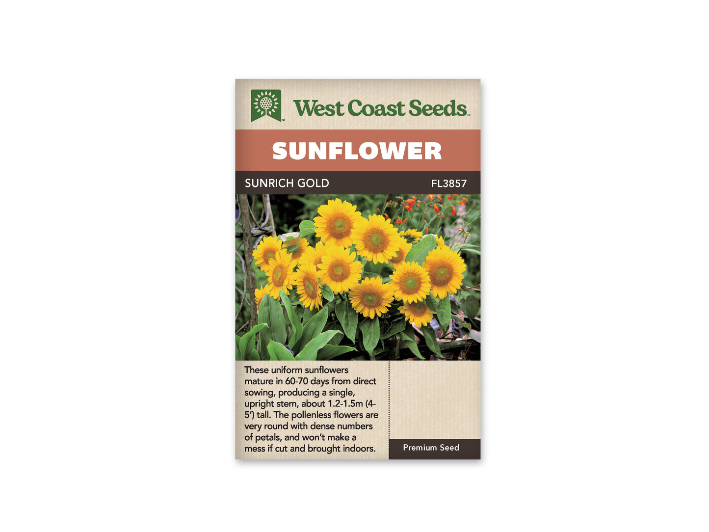 Sunflowers Sunrich Gold WCS Seeds