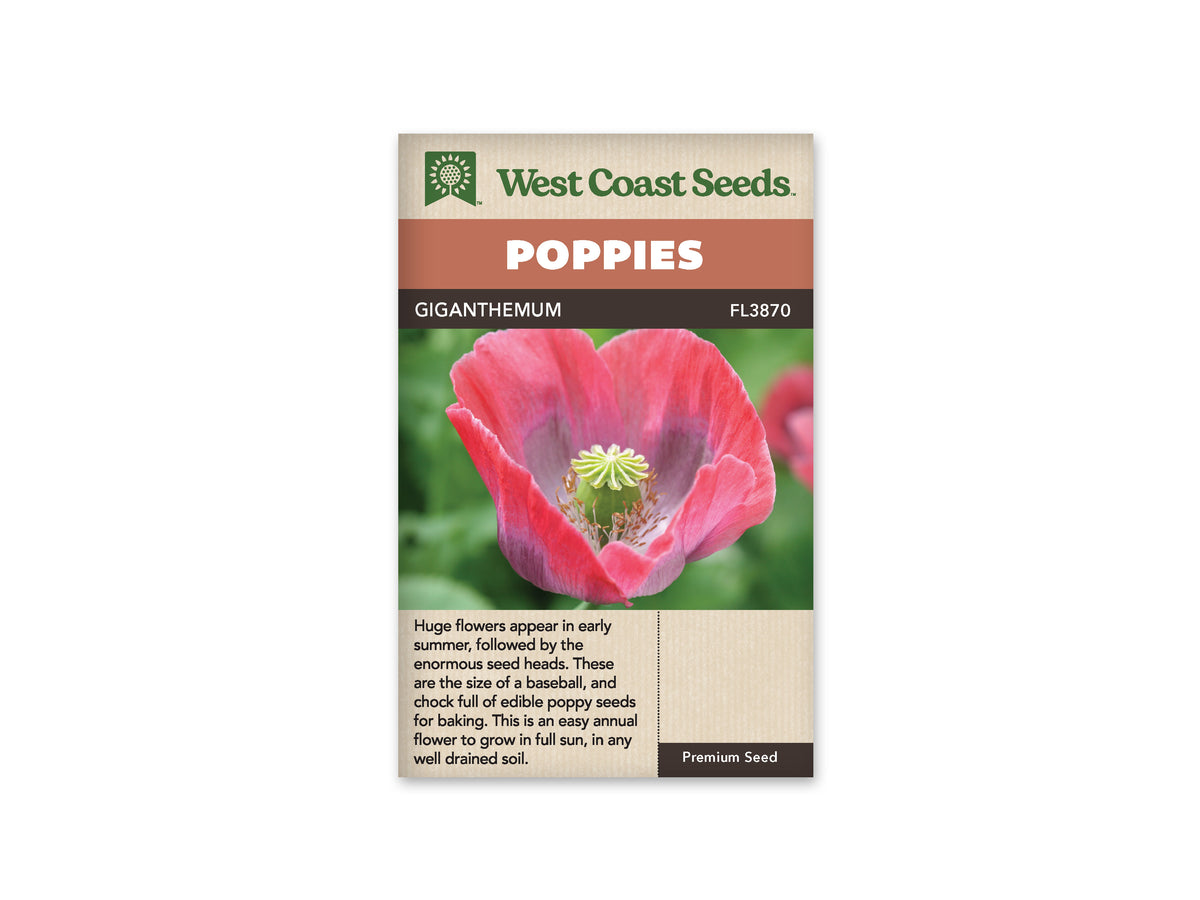 Poppy Giganthemum WCS Seeds – Garden Girl