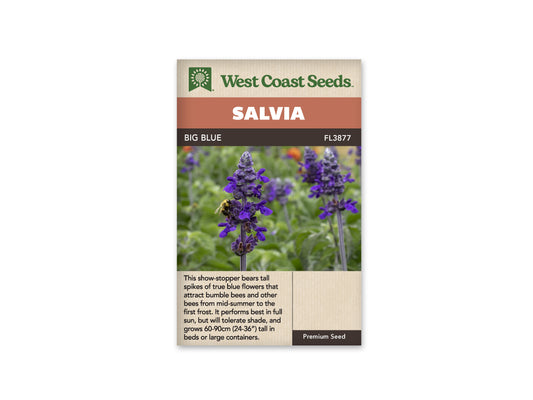 Salvia Big Blue WCS Seeds