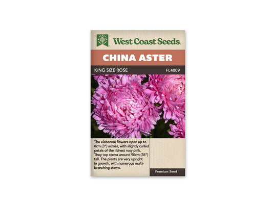 Aster King Size Rose WCS Seeds