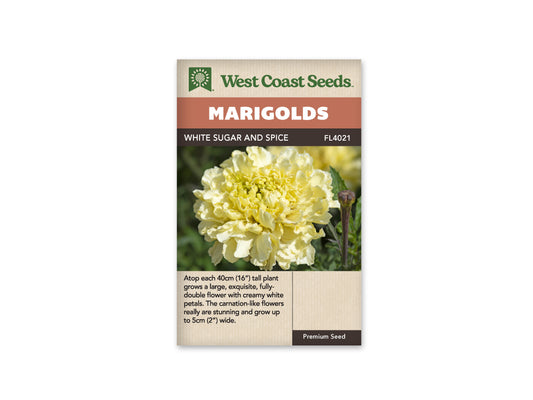 Marigolds Sugar and Spice White WCS Seeds