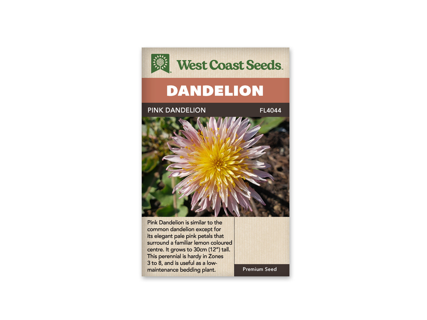 Dandelion Pink WCS Seeds