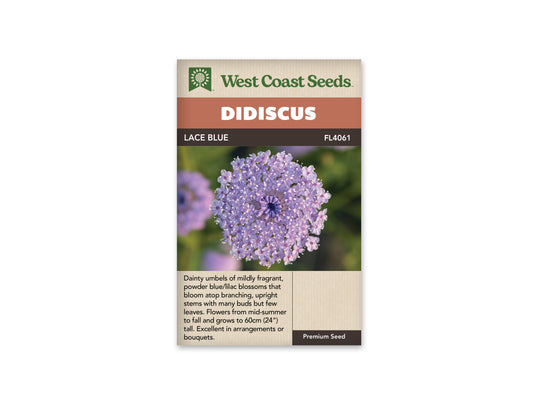 Didiscus Lace Blue WCS Seeds