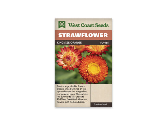 Strawflower King Size Orange WCS Seeds