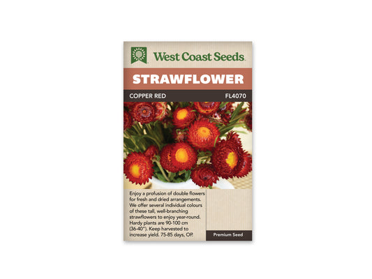 Strawflower Copper Red WCS