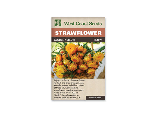 Strawflower Golden Yellow WCS
