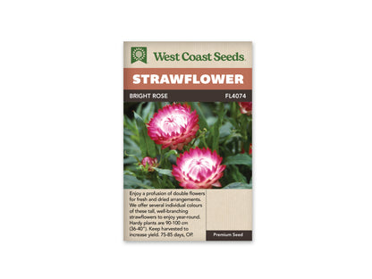 Strawflower Bright Rose WCS