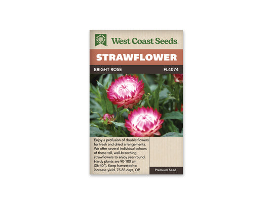 Strawflower Bright Rose WCS