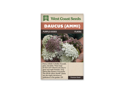 Daucus (Ammi) Purple Kisses WCS Seeds