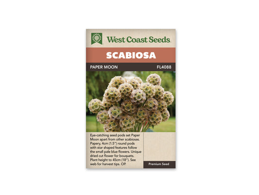 Scabiosa Paper Moon WCS Seeds