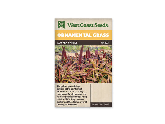 Grass Ornamental Copper Prince WCS Seeds
