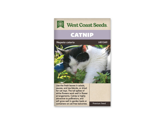 Catnip WCS Seeds