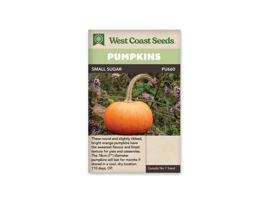 Pumpkin Small Sugar WCS Seed
