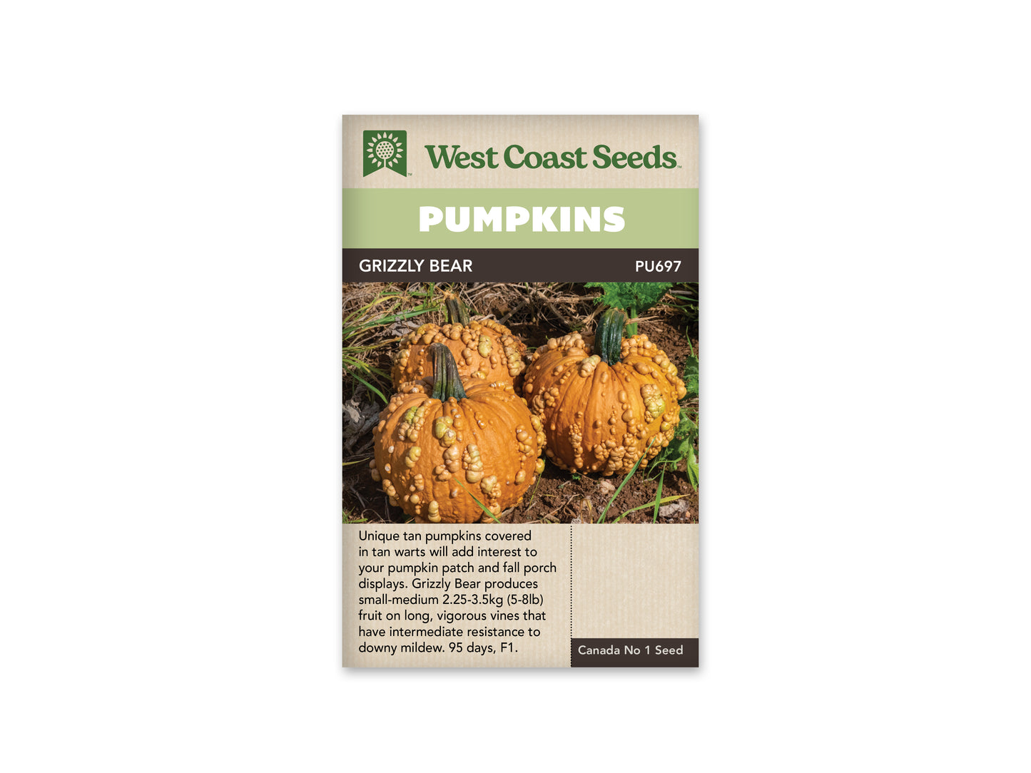 Pumpkin Grizzly Bear WCS