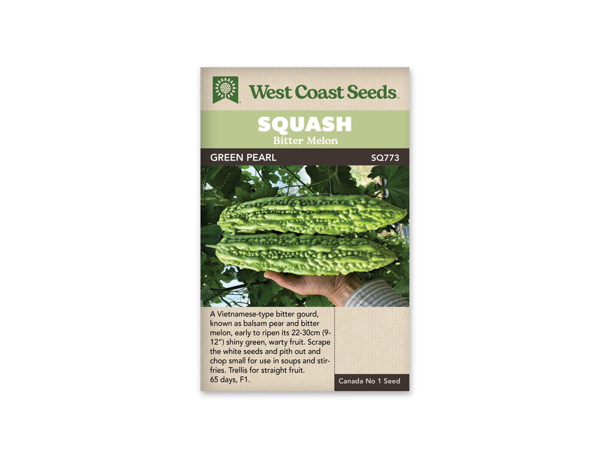 Squash Green Pearl WCS Seed