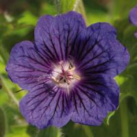 Cranesbill Bloody 1G