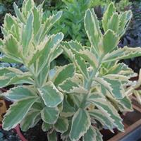 Sedum Autumn Charm Stonecrop 1G