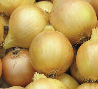 Onion Walla Walla OSC Seed