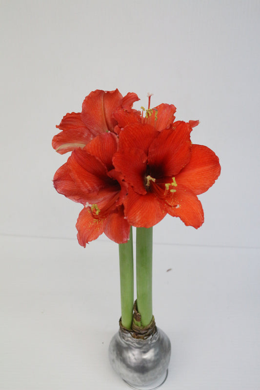 Amaryllis XXL JUMBO Waxed