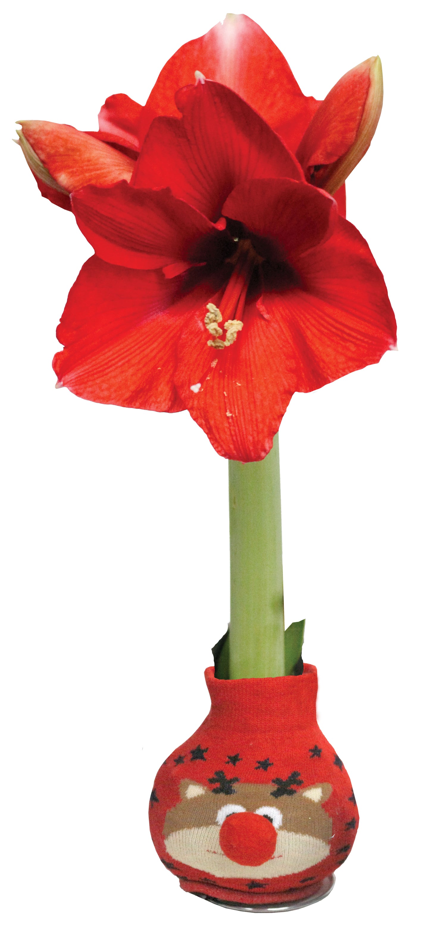 Amaryllis RED Bloom with Christmas Sweater