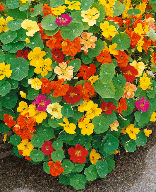 Nasturtium Whirlybird OSC Seed