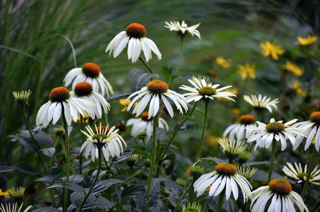 Coneflower White Swan OSC Seed