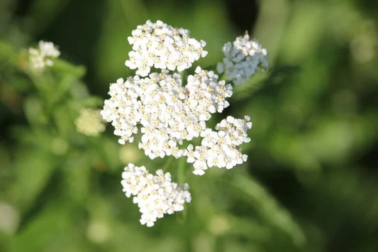 Yarrow White Achillea OSC Seed